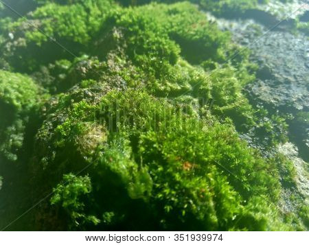 Mosses (bryophyte) On Rocks, They Are Characteristically Limited In Size And Prefer Moist Habitats. 