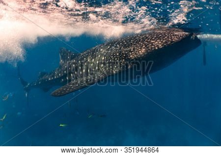 Close Encounter With A Whaleshark (rhincodon Typus) While Feeding At The Surface. Oslob, Cebu