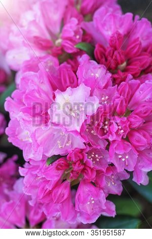 Flower Azalea Blooming In Springtime. Background Full Of Flowers Japanese Pink Azalea. Vertical Orie