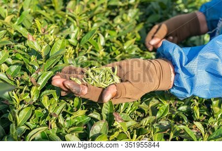 Worker on tea planation. Woman showing tea leaves