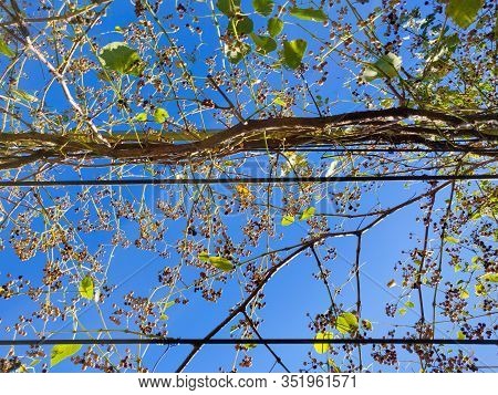 Canopy Of Tree Branches With Berries Against Bluw Sky. Autumn Natural Background.