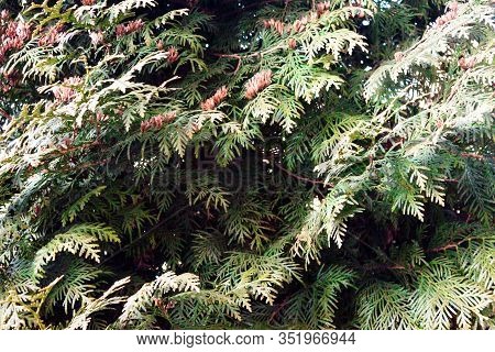 Green Christmas Twigs Of Thuja Evergreen Coniferous Tree On Natural Background Close Up View. Select