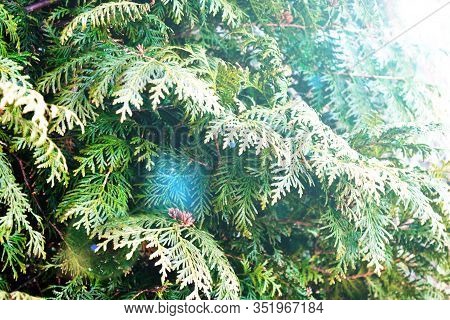 Green Christmas Twigs Of Thuja Evergreen Coniferous Tree On Natural Background Close Up View. Select