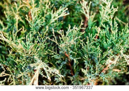Green Christmas Twigs Of Thuja Evergreen Coniferous Tree On Natural Background Close Up View. Select