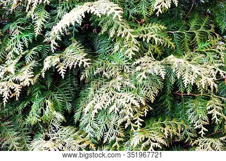 Green Christmas Twigs Of Thuja Evergreen Coniferous Tree On Natural Background Close Up View. Select