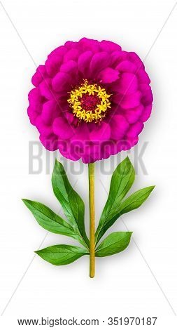Offbeat Zinnia Flower. Composition Of Fuchsia Zinnia With Peony Leaves. Art Object On A White Backgr
