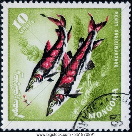 Saint Petersburg, Russia - February 20, 2020: Postage Stamp Issued In Mongolia With The Image Of The