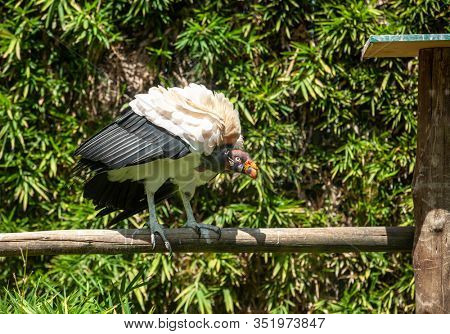 King vulture outdoors in the park