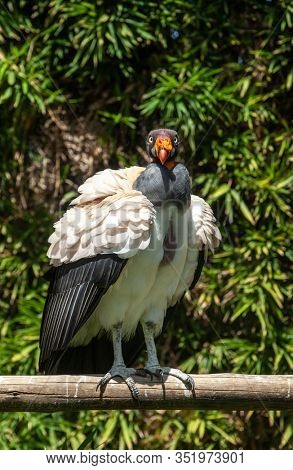 King vulture outdoors in the park