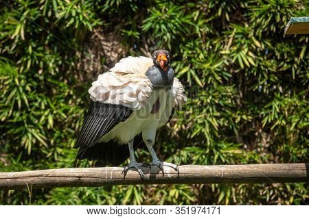 King vulture outdoors in the park