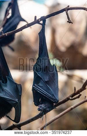 Megabat outdoors in the zoo