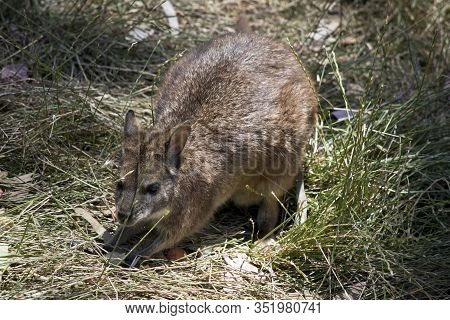 The Tammar Wallaby Is Hiding In The Bush
