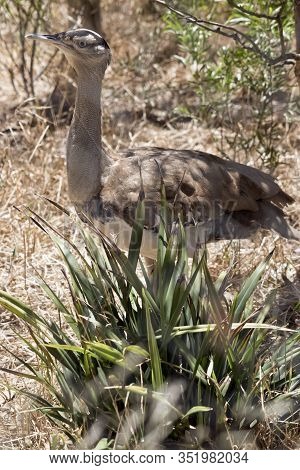 The Australian Bustard Is Looking For Food