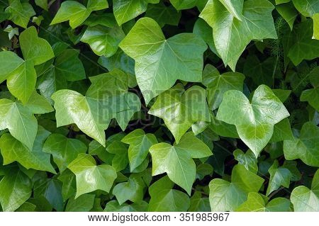 Bright Green Ivy Background.hedera Helix Plant On Outdoor
