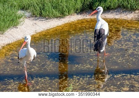 Storks near village Hortobagy, NP Hortobagy, Hungaria