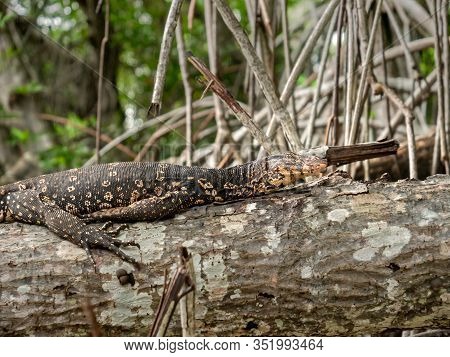Closeup Photo Of Wild Of Vran Lizard Sitting On The Tree At Rainforest And Looking For Victim