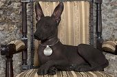 Mexican Xoloitzcuintle Puppy
