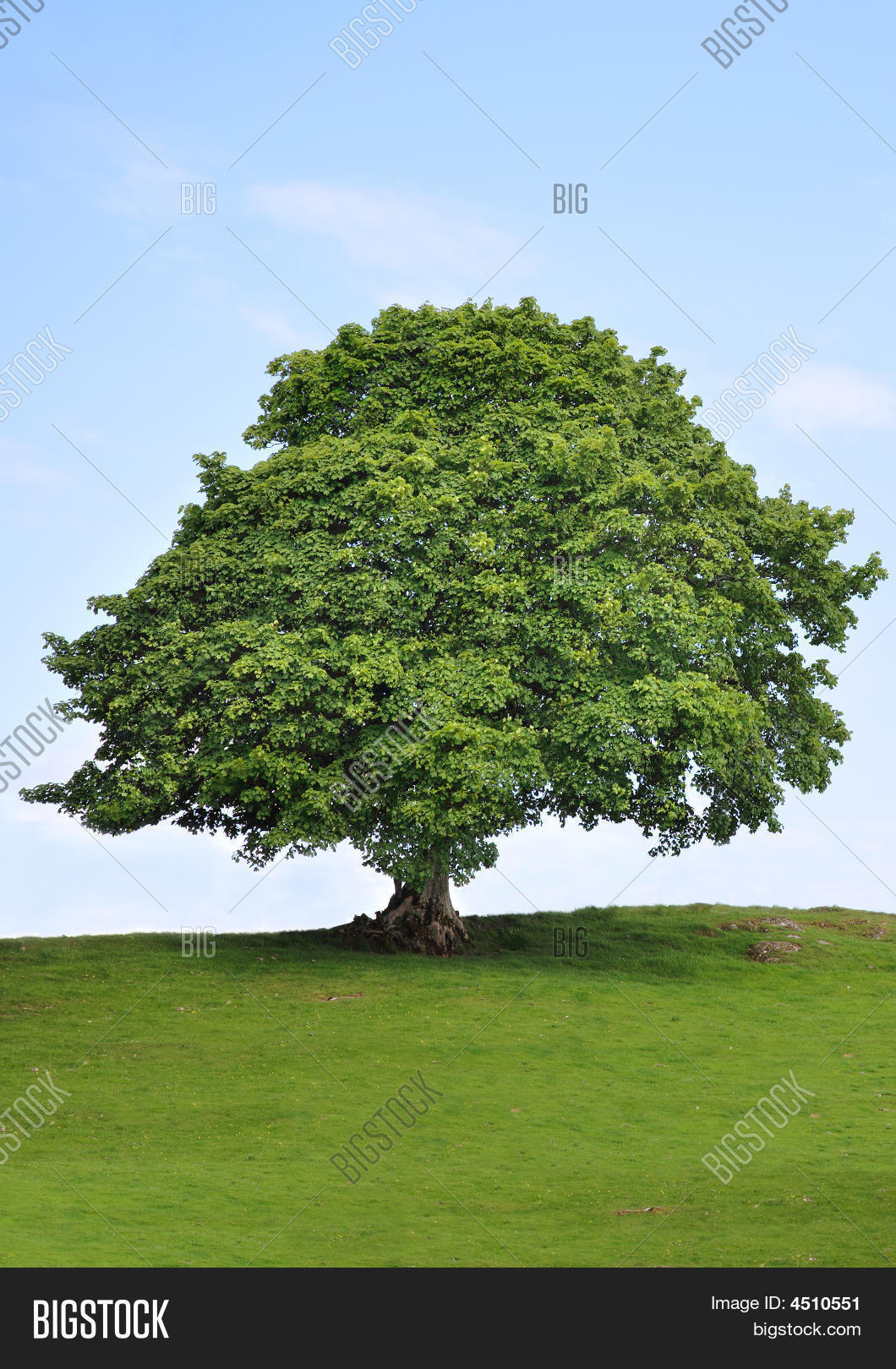 Sycamore Tree Beauty Image & Photo (Free Trial) Bigstock