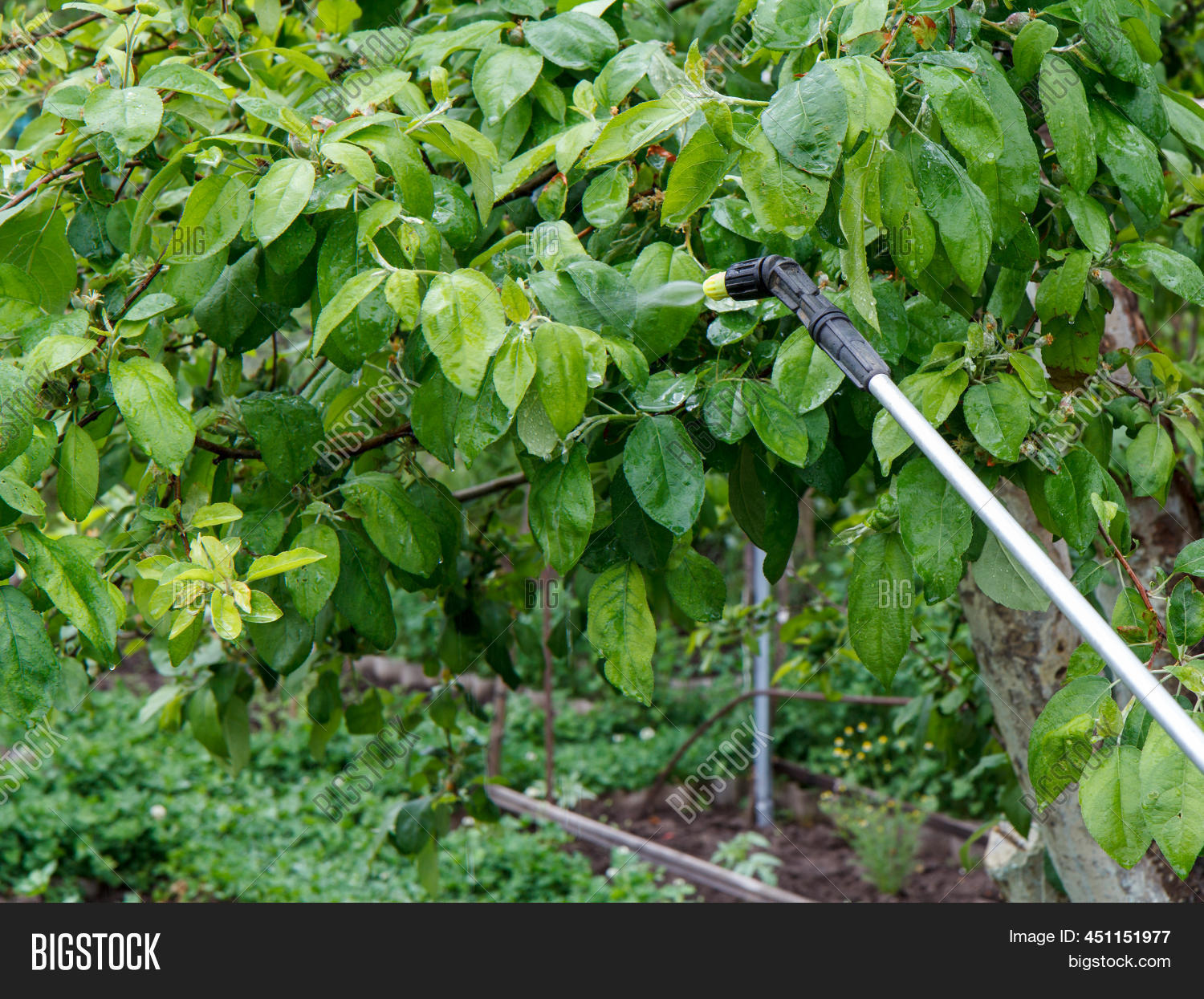 Protecting Young Apple Image & Photo (Free Trial) Bigstock