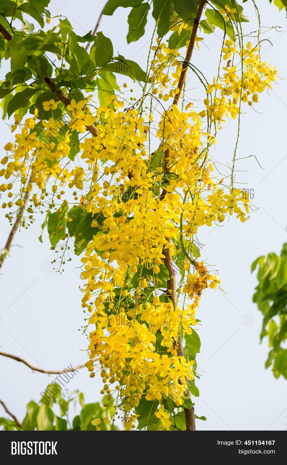 Ratchaphruek National Image & Photo (Free Trial) | Bigstock