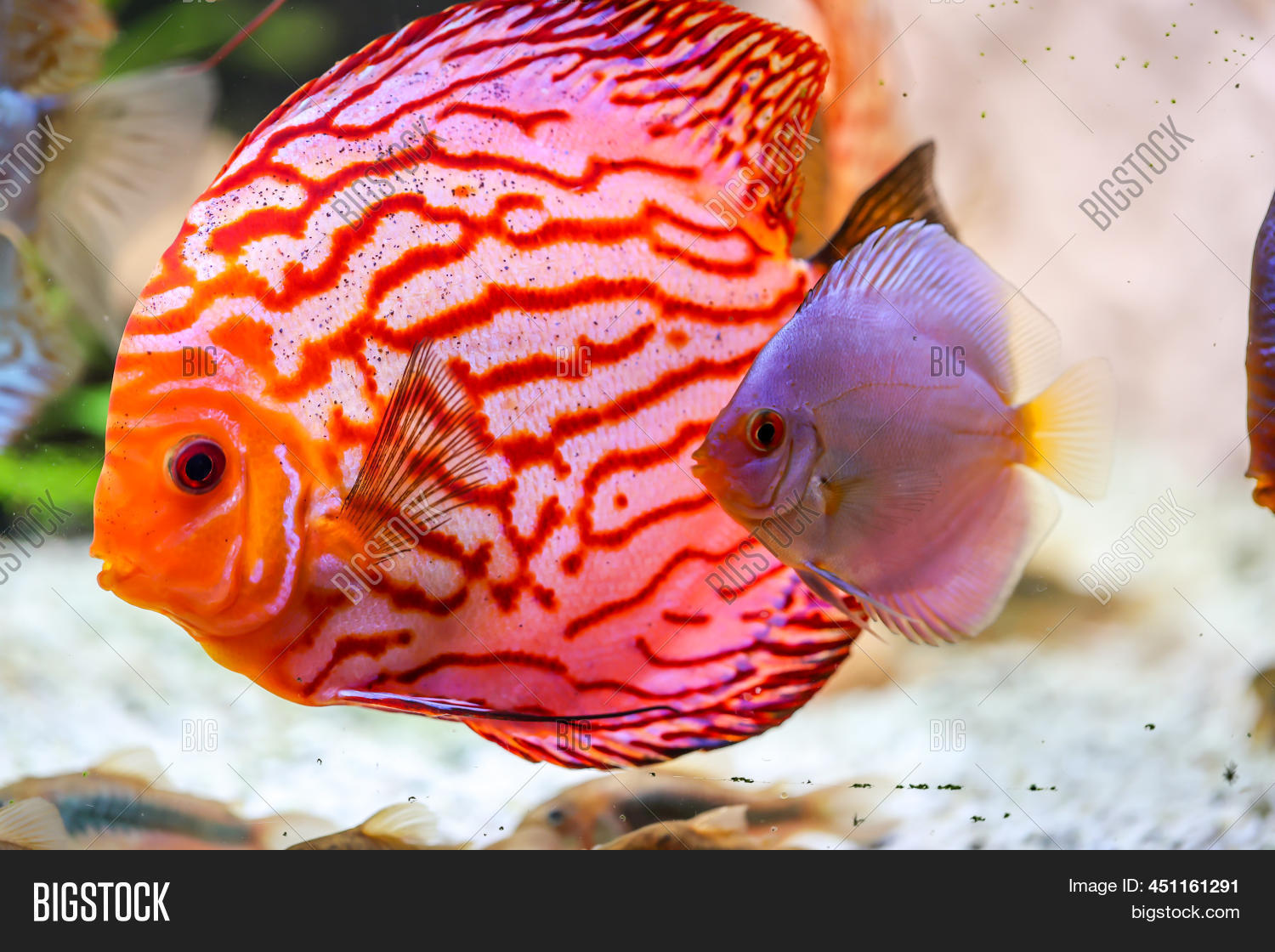 Portrait Discus Image & Photo (Free Trial) Bigstock