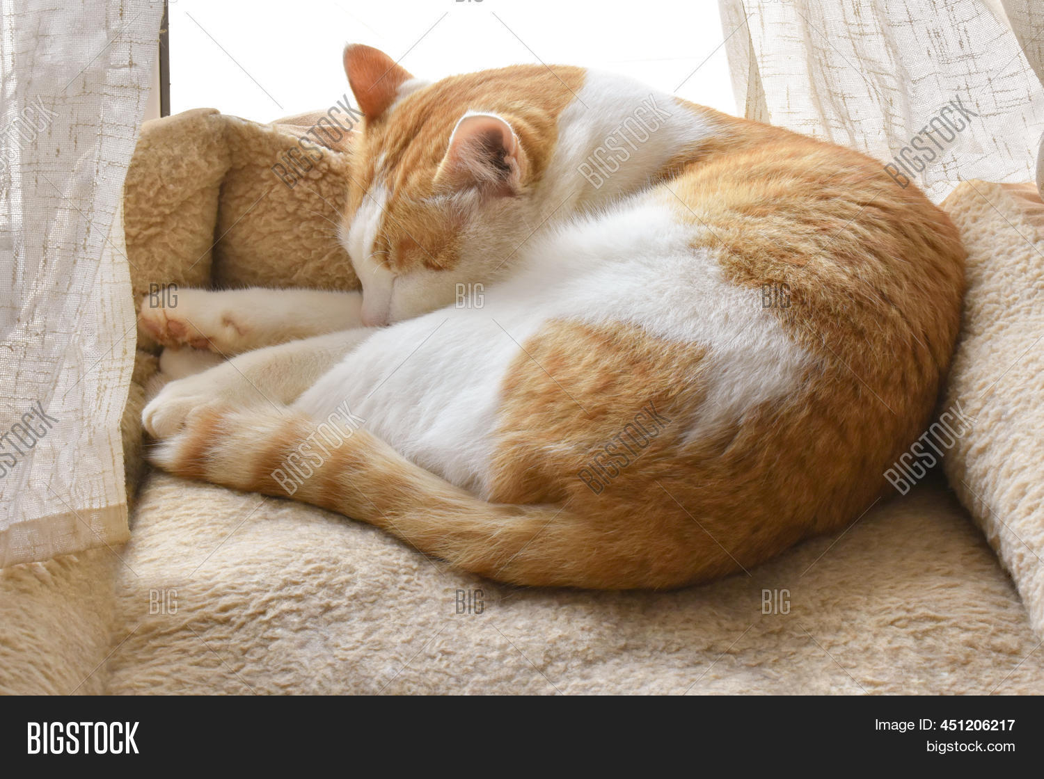 Cat Sleeping Cat Bed. Image & Photo (Free Trial) Bigstock