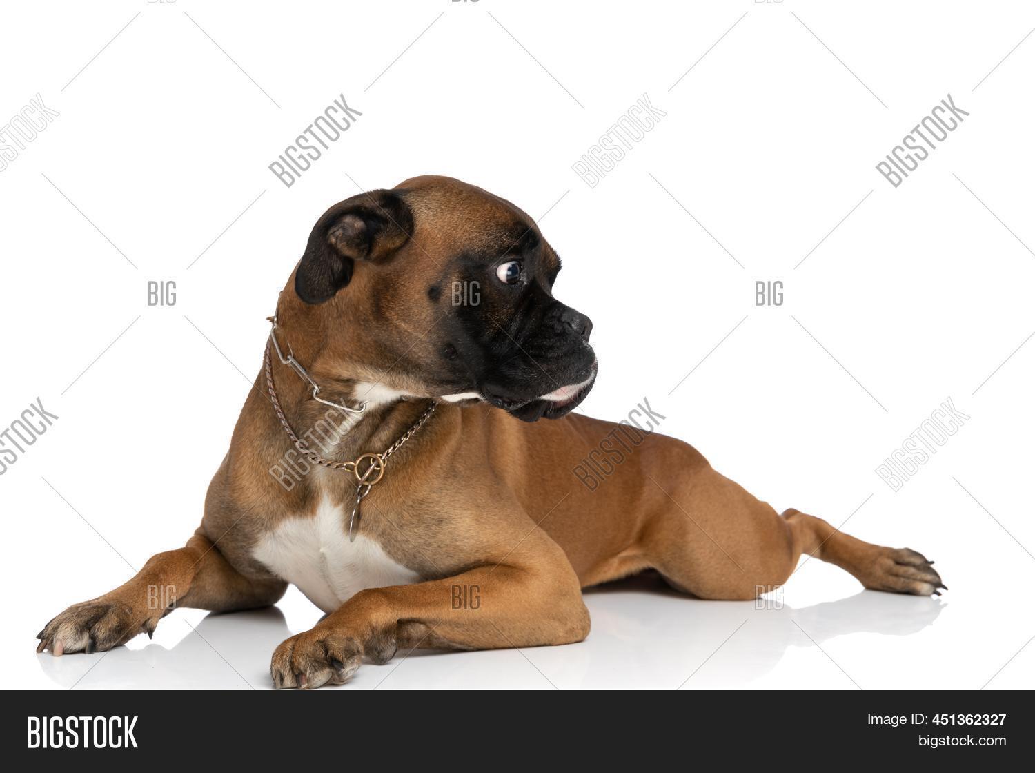Scared Boxer Dog Image & Photo (Free Trial) | Bigstock