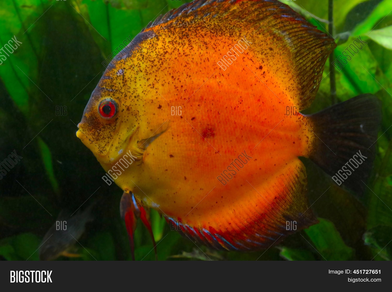 Discus Fish Aquarium. Image & Photo (Free Trial) | Bigstock