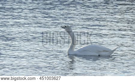 The Lonely Beautiful White Swan Is Swimming In Winter River. Wintering Swan In The City River. Ornit