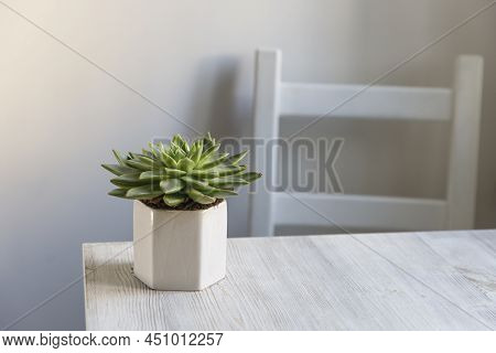 Echeveria In A Beautiful Ceramic Pot On A Beige Table In The Kitchen As An Interior Decoration .plac