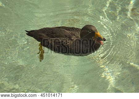 The Fuegian Steamer Duck, The Magellanic Flightless Steamer Duck (tachyeres Pteneres).