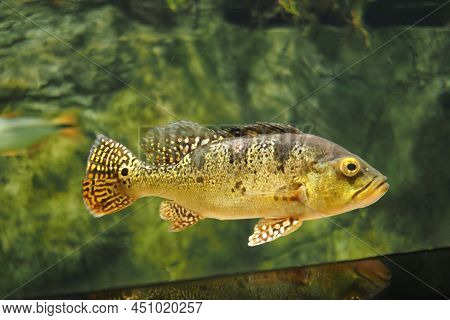 Cichla Kelbury Fish In The Aquarium. High Quality Photo