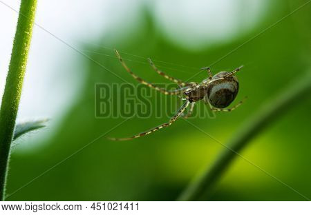 A Large Spider With Long Legs Crawls Along The Web. Macrophotography Of A Spider. Fear Of Spiders.