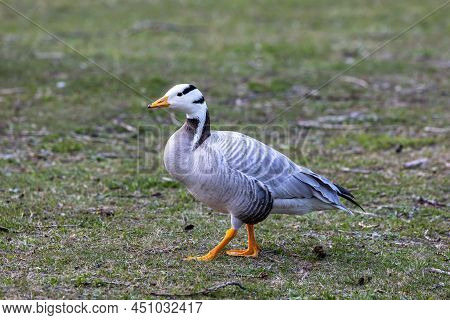 The Bar-headed Goose, Anser Indicus Is A Goose That Breeds In Central Asia In Colonies Of Thousands 