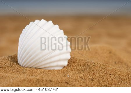White Sea Shell On The Beach. Side View