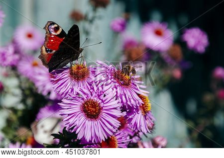 Bright Pink Flower S Are Blooming In The Garden On The Turquoise Background. Beautiful Butterflies C