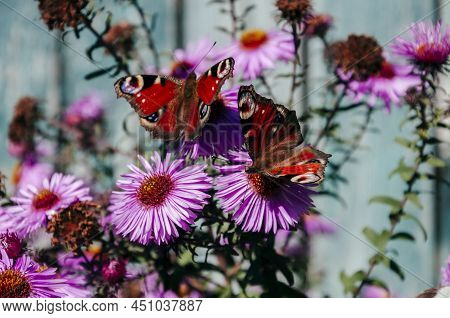 Bright Pink Flower S Are Blooming In The Garden On The Turquoise Background. Beautiful Butterflies C
