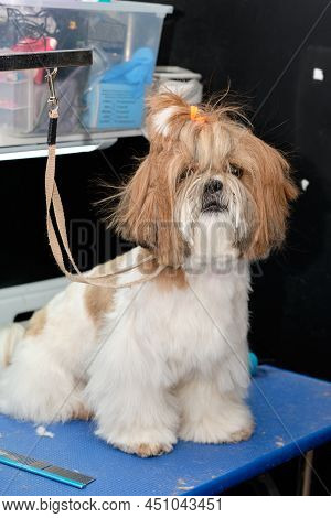 Shitzu Dog On The Grooming Table, Vertical Photo.