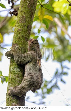 Pale-throated Sloth (bradypus Tridactylus) Climbing To Top Of The Tree, La Fortuna, Costa Rica Wildl