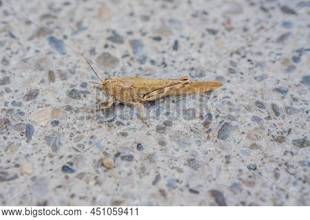 Large Brown Grasshopper Sitting On The Road Summer Day