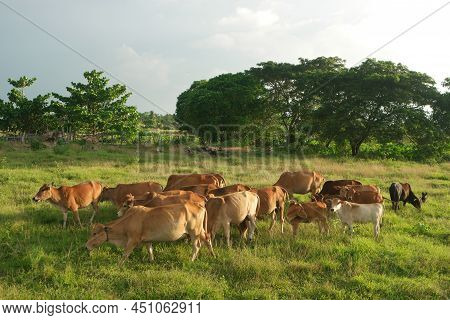 Herd Of Cows In Green Field.