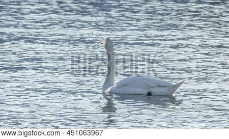 The Lonely Beautiful White Swan Is Swimming In Winter River. Wintering Swan In The City River. Ornit