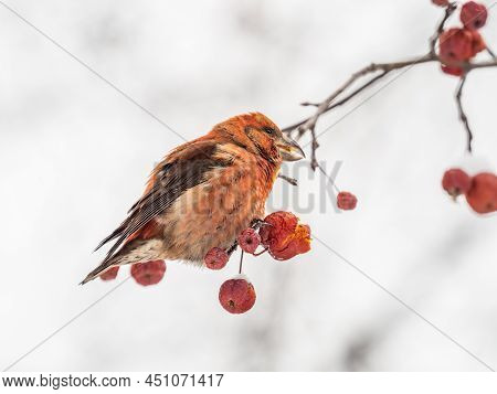 Red Crossbill Male Sitting On The Tree Branch And Eats Wild Apple Berries. Crossbill Bird Eats Berri