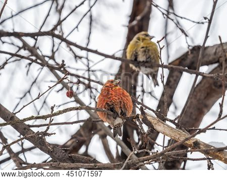 Red Crossbill Male Sitting On The Tree Branch And Eats Wild Apple Berries. Crossbill Bird Eats Berri
