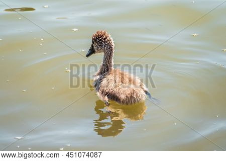 Beautiful Baby Cygnet Mute Swan Fluffy Grey And White Chicks. Springtime New Born Wild Swans Birds I