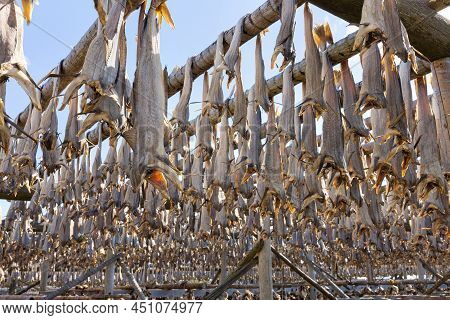 Cod Fish Drying On Traditional Wooden Racks In The Sun In Lofoten Islands, Norway, Europe