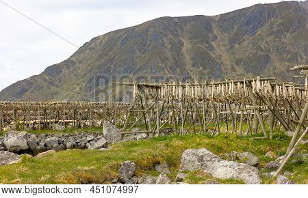Cod Fish Drying On Traditional Wooden Racks In The Sun In Lofoten Islands, Norway, Europe