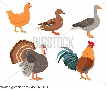 Set Of Farm Birds In Different Poses And Colors. Chicken, Turkey, Goose, Duck, And Rooster. Poultry 