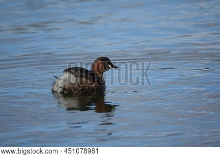 Little Grebe (tachybaptus Ruficollis) Also Known As The Dabchick, In Summer Breeding Plumage