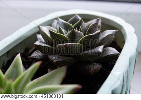 Close Up Of A Teal Cactus. Teal Cactus Leaves. Tidewater Green Background. Cactus Plant Pattern Wall